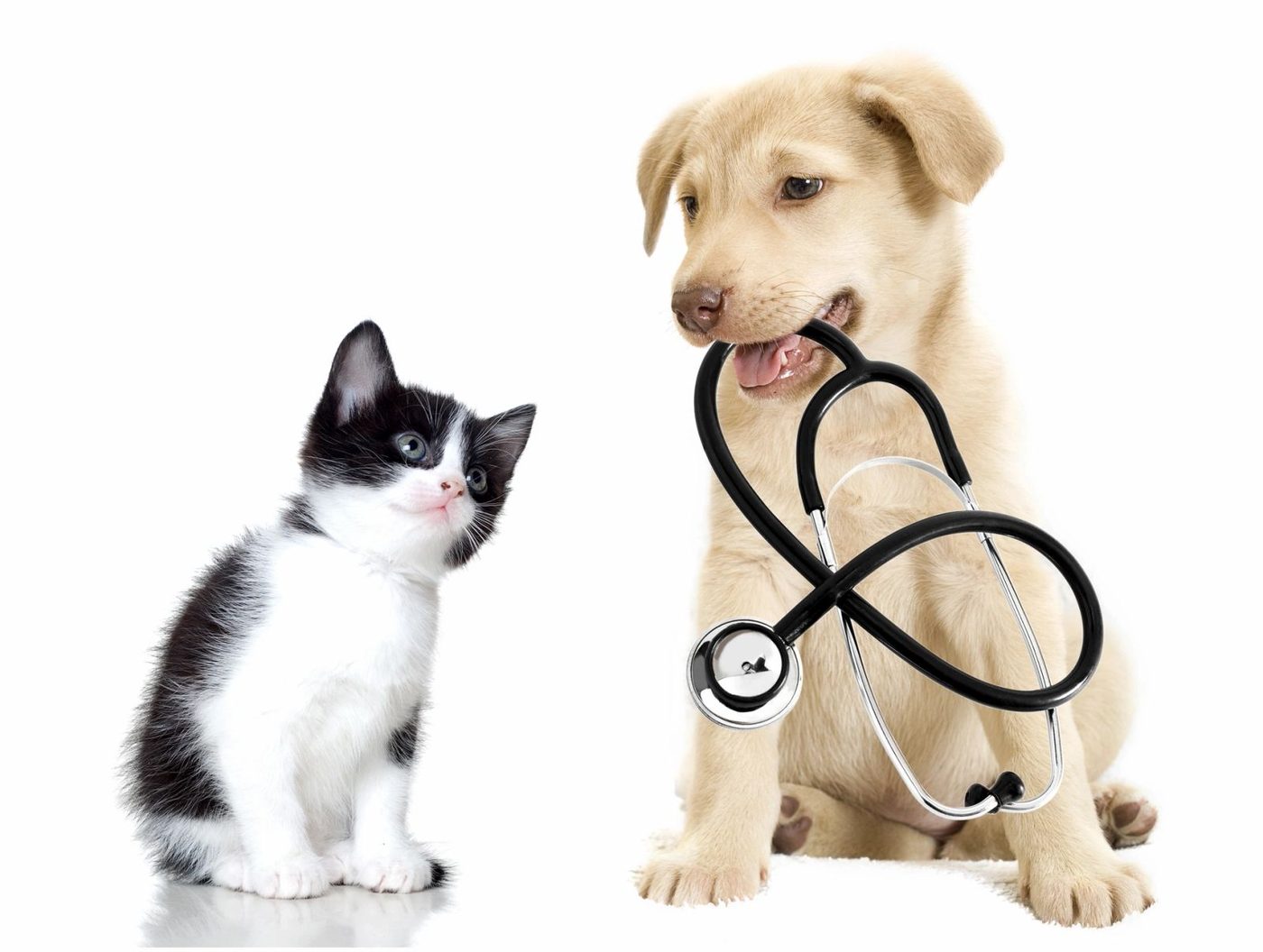 hond en kat bij de dierenarts