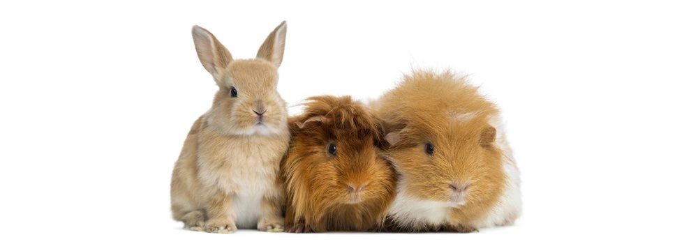 konijn, cavia en hamster
