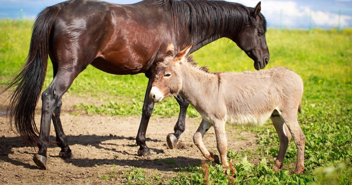 Paard en ezel