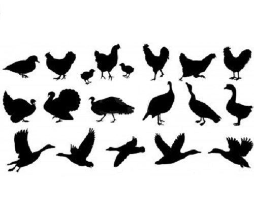 Vogels & duiven & pluimvee
