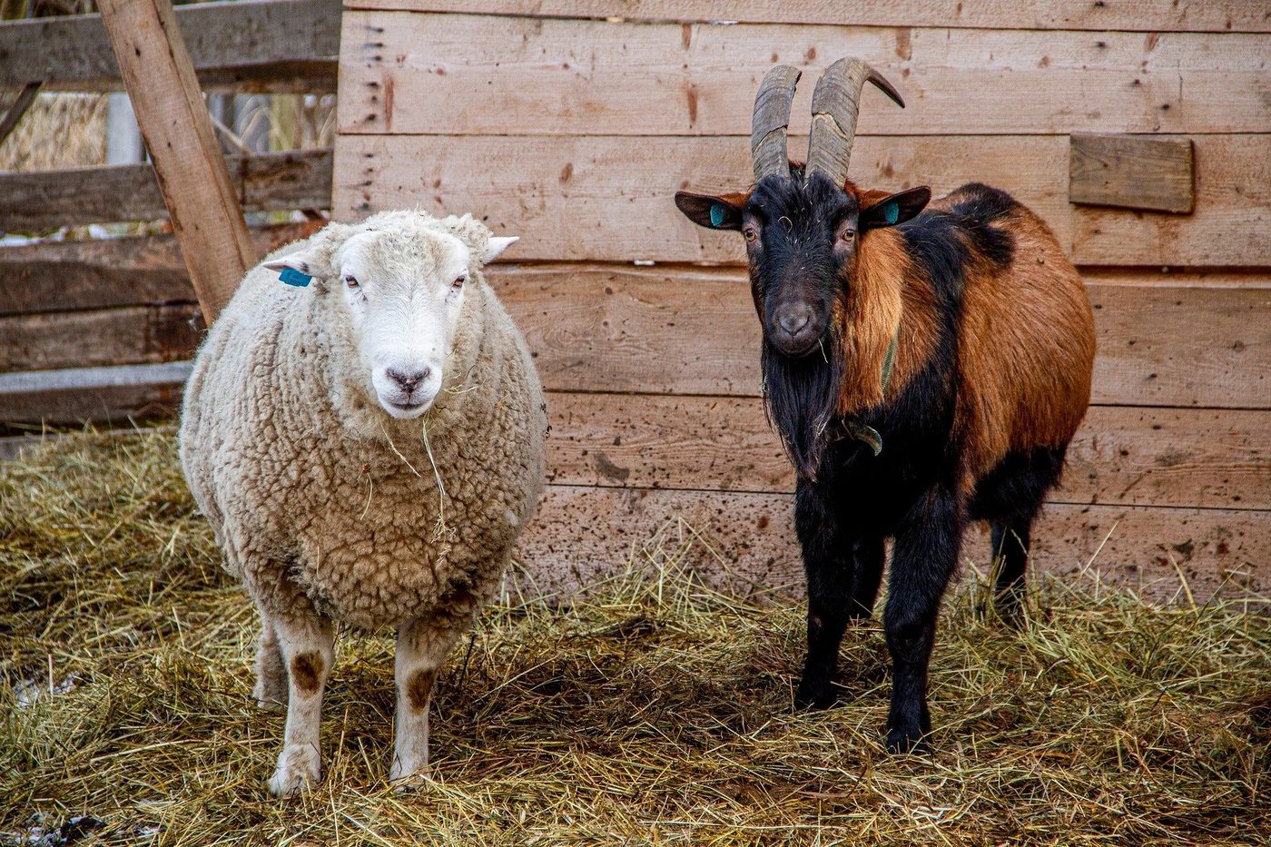 Schaap en geit